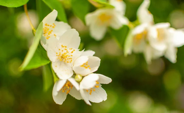 Białe Kwiaty Jaśminu Wiosnę Słoneczny Dzień Niewyraźne Tło Kwiatowe Filadelfia — Zdjęcie stockowe