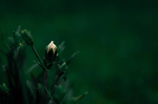 Brotes Flores Clavel Sobre Fondo Verde Oscuro Con Espacio Para — Foto de Stock