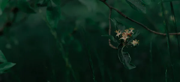 Manzana Florece Noche Sobre Oscuro Fondo Floral Borroso Jardín Nocturno — Foto de Stock