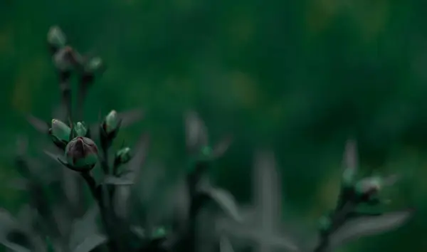 Brotes Flores Clavel Sobre Fondo Verde Oscuro Con Espacio Para — Foto de Stock