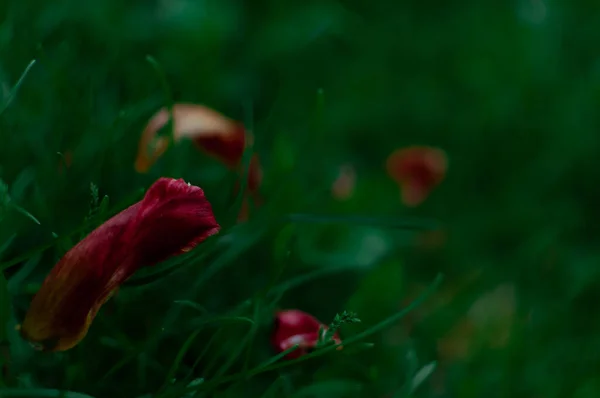 Übertriebene Tulpenrote Blütenblätter Gras Auf Dunkelgrünem Hintergrund Mit Kopierraum — Stockfoto