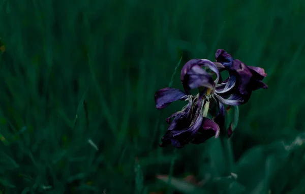 Flor Tulipán Violeta Sobresoplada Hierba Verde Oscura — Foto de Stock