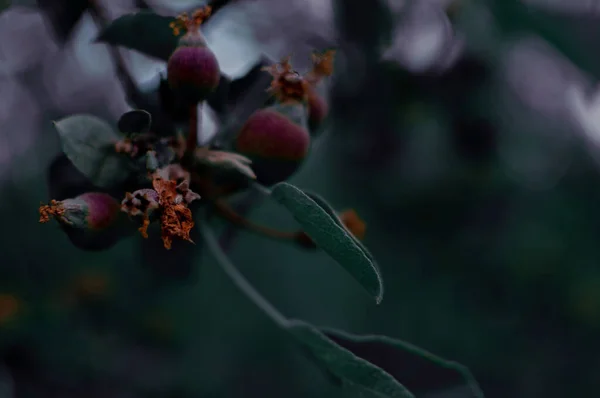 Junge Apfelfrüchte Der Nacht Auf Dem Dunklen Verschwommenen Hintergrund Nachtgarten — Stockfoto