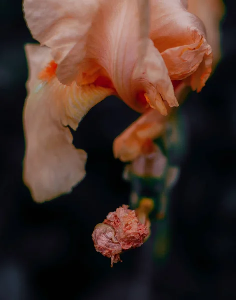 Íris Cor Rosa Fundo Turvo Noite Iris Barbata — Fotografia de Stock