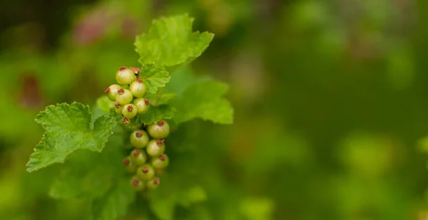 Fruits Mûrissement Red Currant Sur Fond Vert Frais Avec Espace — Photo