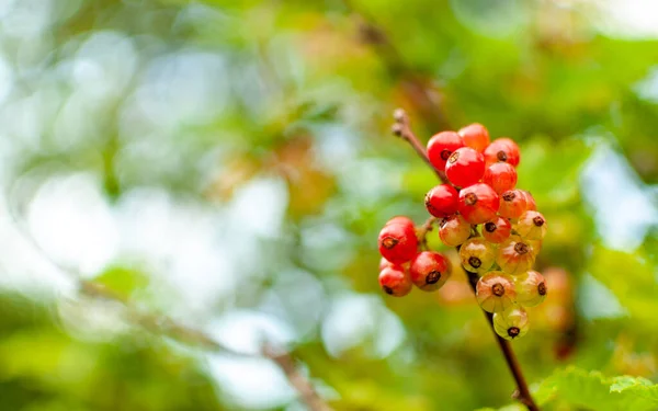 Açık Çiçekli Arka Planda Taze Olgunlaşmış Kırmızı Frenk Üzümü Meyveleri — Stok fotoğraf