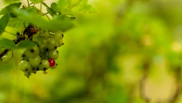 Jeunes Fruits Mûrs Red Currant Sur Fond Verdure Floue Avec — Photo