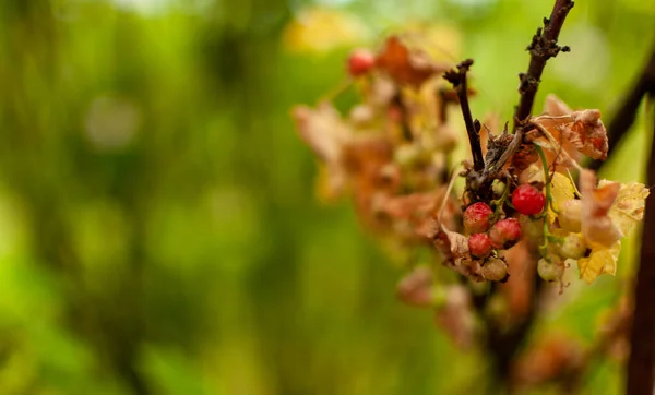 Viejas Frutas Grosella Roja Sobre Fondo Floral Borroso Con Espacio — Foto de Stock