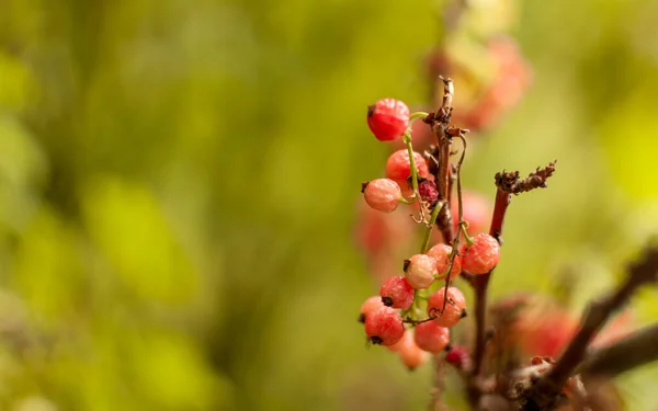 旧的皱巴巴的红醋栗果实在模糊的绿色背景和复制空间 Ribes Rubrum — 图库照片