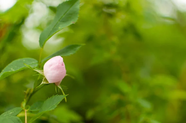 Świeży Różowy Rugosa Rose Otwarty Pączek Tle Kwiatowym Rozmyte Tło — Zdjęcie stockowe