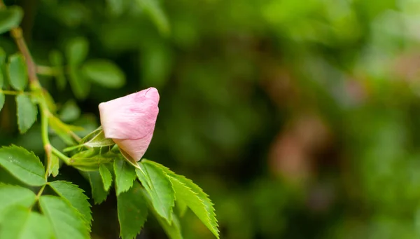 Świeży Różowy Rugosa Rose Otwarty Pączek Tle Kwiatowym Rozmyte Tło — Zdjęcie stockowe