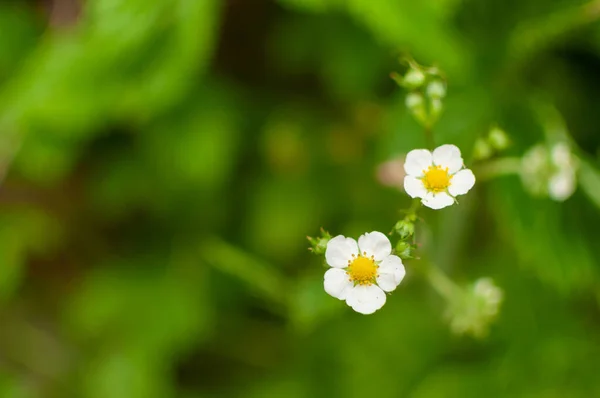 Kwitnące Kwiaty Truskawek Leśnych Rozmytym Tle Zieleni Fragaria Vesca — Zdjęcie stockowe