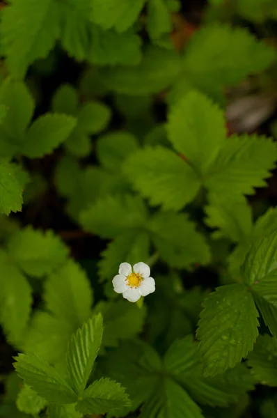 Flor Fresa Del Bosque Sobre Fondo Verde Frondoso Fragaria Vesca —  Fotos de Stock