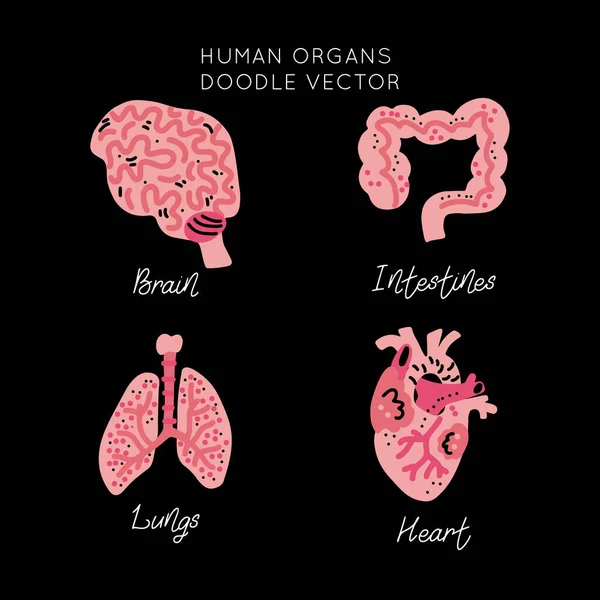 Set Human Organs Cartoon Vector Isolated Design Set Human Internal — Stock Vector