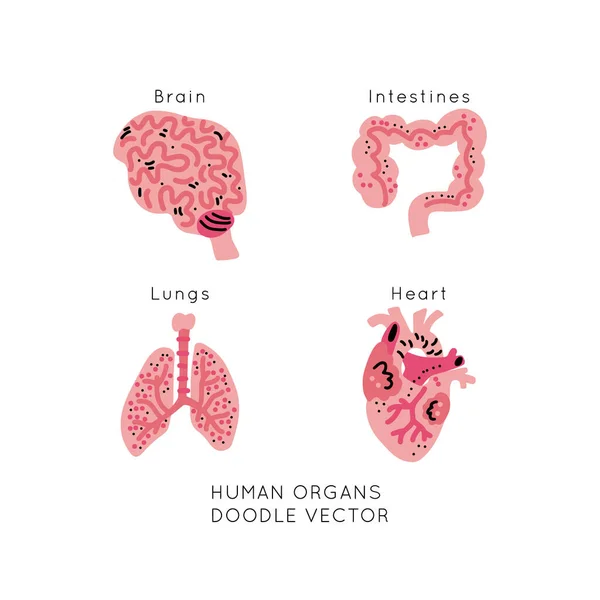 Set Human Organs Cartoon Vector Isolated Design Set Human Internal — Stock Vector