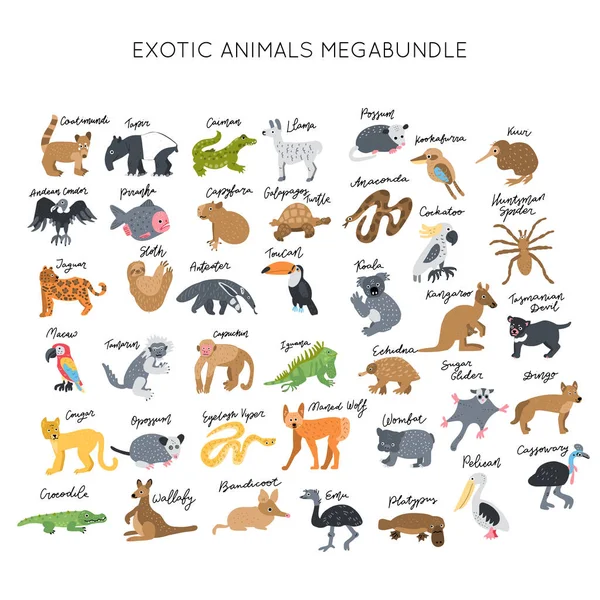 Animales Exóticos Clipart Vector Ilustraciones Conjunto Paquete Vectorial Elegante Colección — Vector de stock