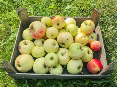 Eski ahşap bir kutunun içinde yeşil çimenlerin arka planında bulunan sarı elma yığınları yatıyor.