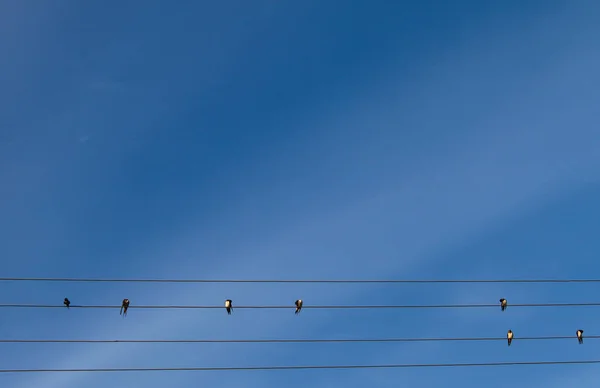 Χελιδόνια Κάθονται Καλώδια Ένα Φωτεινό Γαλάζιο Ουρανό Όπως Μουσικές Νότες — Φωτογραφία Αρχείου