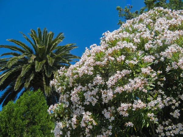 Thuja Palma Oleander Kwitnące Różowymi Białymi Kwiatami Tle Błękitnego Nieba — Zdjęcie stockowe