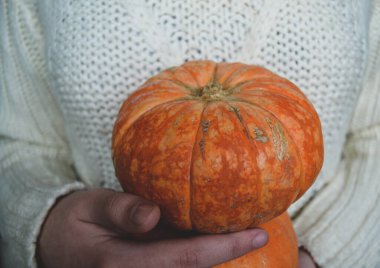 Eller iki küçük parlak balkabağını tutsun. Beyaz süveter arka planında. Hasat, Cadılar Bayramı ve Şükran Günü konsepti