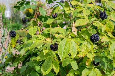 Yeşil Bush eleuterococcus ve yakın plan böğürtlen. Halk ilaçları, tıbbi bitkiler.