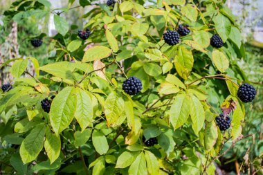 Yeşil Bush eleuterococcus ve yakın plan böğürtlen. Halk ilaçları, tıbbi bitkiler.