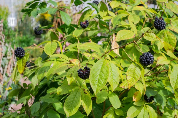 Yeşil Bush eleuterococcus ve yakın plan böğürtlen. Halk ilaçları, tıbbi bitkiler.