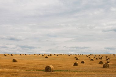 Saman balyalarıyla hasat edilen tarla, yaz sonu, sonbahar 
