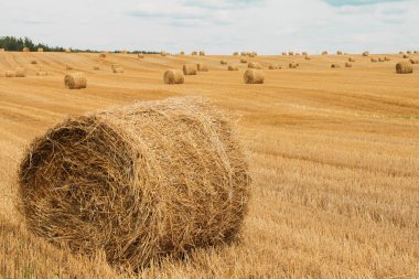 Hasat edilen tarlanın arka planında bir sürü saman balyasıyla büyük bir saman balyasının yakın çekimi.