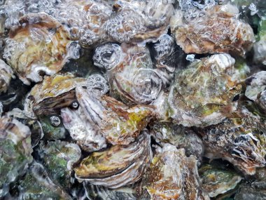 Kaynar suda kapalı istiridye. Doğal arka plan. Seçici odak