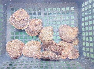 Suyun altındaki bir kutuda istiridye, satıştan önce depolama