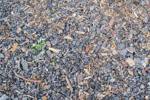 Primer Plano Camino Grava Con Astillas Madera — Foto de Stock