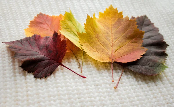 Пять Разноцветных Ярких Осенних Листьев Боярышника Бордовые Желтые Оранжевые Зеленые — стоковое фото