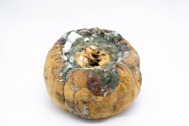 Beyaz arka planda yeşil ve beyaz küfle kaplanmış çürümüş bir balkabağının yakın plan fotoğrafı..