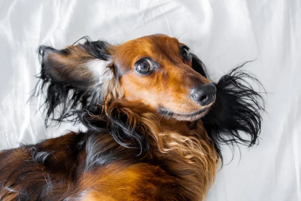 Köpeklerin yakın çekimi, uzun saçlı bir Dachshund 'la karşılaşıyor. Kulakları ters dönmüş, efendilerin yatağında yatıyor..