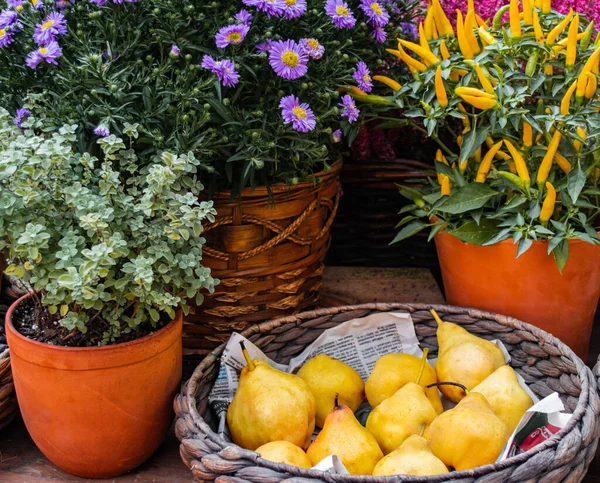 Peras Amarillas Maduras Una Canasta Muy Cerca Encuentran Crisantemos Morados — Foto de Stock