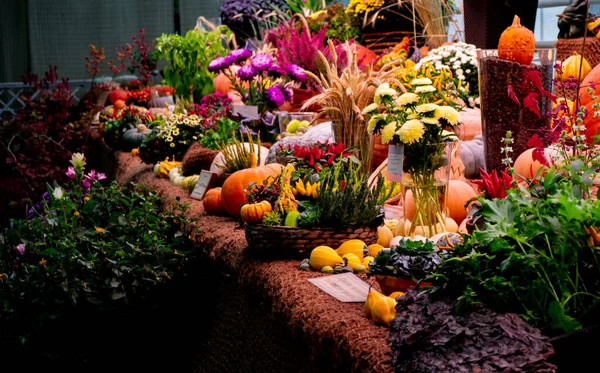 Herbstfest Auf Der Ausstellung Leuchtende Herbstblumen Rosa Heidekraut Astern Gelbe — Stockfoto