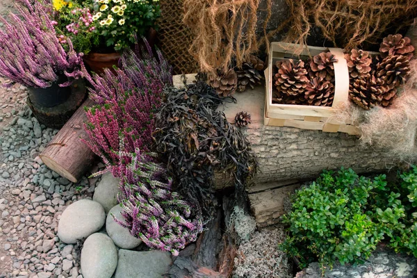 Composition of natural materials: gravel path, logs with a basket of cones, dried seaweed and flowers: pink Heather and yellow chrysanthemums in flower pots.