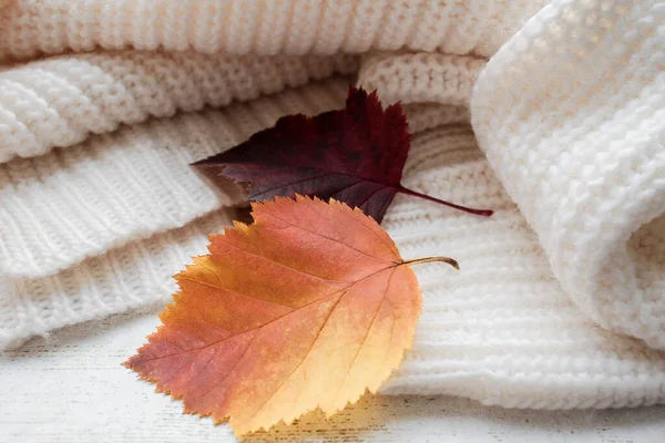 Cozy white warm sweater simple knitting pigtails with bright yellow, red and Burgundy autumn leaves. The concept of autumn, comfort, coming cold weather, special mood.