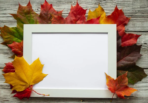 White frame with space for text or illustration on a background of bright multi-colored maple leaves in red, yellow, green and gray aged wood.