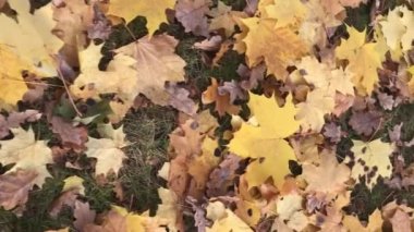 Görünmez biri hışırdayan sarı akçaağaç yapraklarının arasında yürüyor. Dikey video