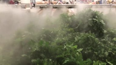 Süpermarketteki tezgah, sebzelerin tazeliğini korumak için sis sisteminin altında maydanozlarla dolu. Bulanık arkaplanda alıcılar