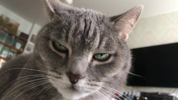 一只凶猛的灰猫轻蔑地俯视着它熟睡的主人 — 图库视频影像