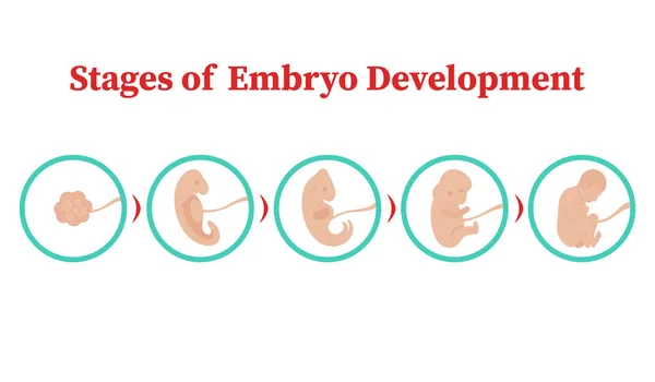 Stadien der Embryonenentwicklung. Vektor flache Infografik-Symbole. — Stockvektor