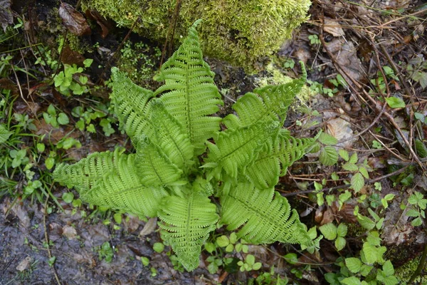 Prachtige varenbladeren in het bos. — Stockfoto