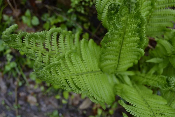 Lindas folhas de samambaia na floresta. — Fotografia de Stock