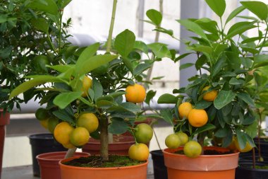 Tenceredeki Mandalina Çalısı