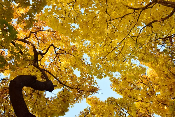 Sonbaharda Ağaçlar — Stok fotoğraf