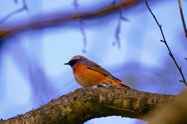 Pássaro redstart comum em um ramo com céu azul, Phoenicurus phoenicurus — Fotografia de Stock