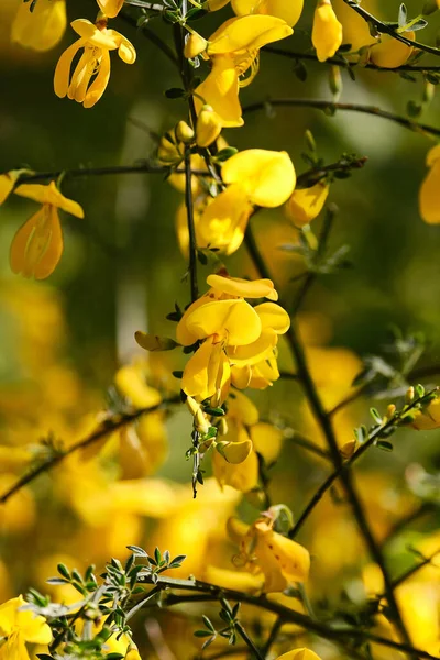 Nahaufnahme Gelbe wilde Ginsterblüten im Wald mit unscharfem Hintergrund, flache Schärfentiefe — Stockfoto